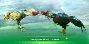 Đá Gà 8KBET - Sân Chơi Cá Cược Chuyên Nghiệp, Công Bằng