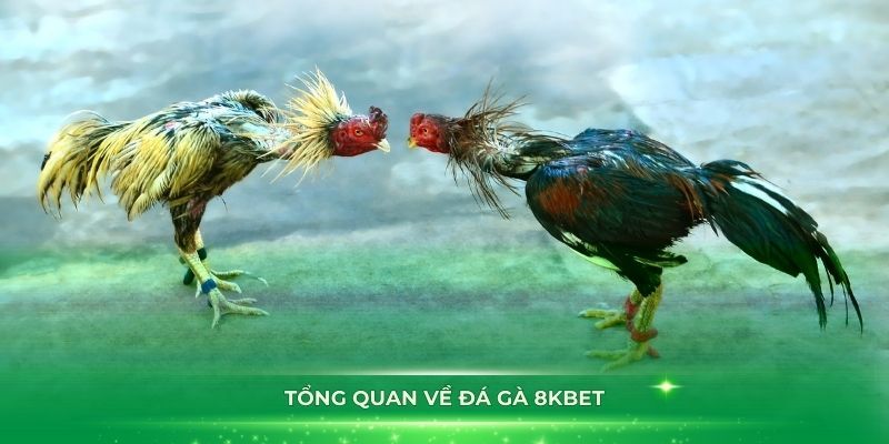 Đá Gà 8KBET - Sân Chơi Cá Cược Chuyên Nghiệp, Công Bằng