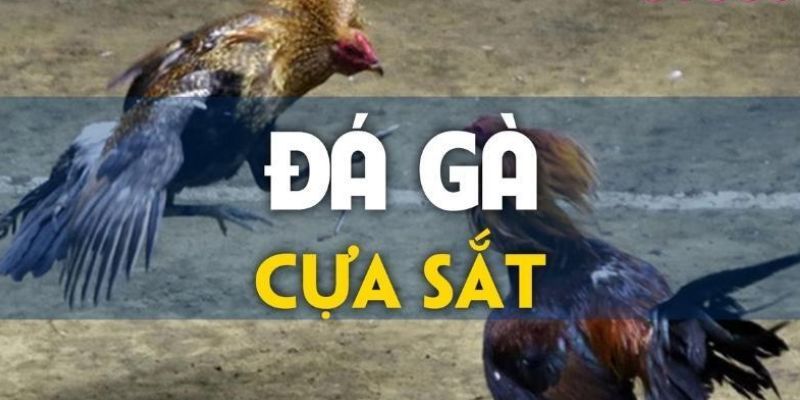 Hình thức đá gà cựa sắt được thành viên nền tảng yêu thích